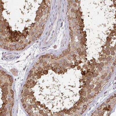 Immunohistochemistry-Paraffin: MOG1 Antibody [NBP2-31699] - Staining of human testis shows strong cytoplasmic positivity in cells in seminiferus ducts.