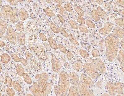 Immunohistochemistry-Paraffin MOG1 Antibody