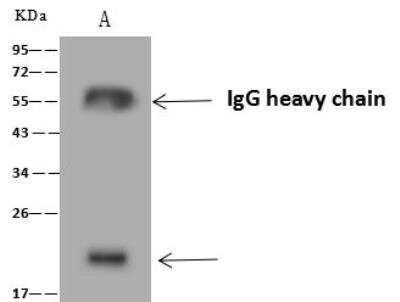 Immunoprecipitation: MOG1 Antibody [NBP3-12671] - Lane A:0.5 mg Daudi Whole Cell Lysate4 uL anti-RANGRF rabbit polyclonal antibody and 60 ug of Immunomagnetic beads Protein A/G.Primary antibody:Anti-RANGRF rabbit polyclonal antibody,at 1:100 dilution Secondary antibody:Goat Anti-Rabbit IgG (H+L)/HRP at 1/10000 dilutionDeveloped using the ECL technique.Performed under reducing conditions.Predicted band size: 20 kDaObserved band size :20 kDa