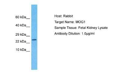 Western Blot: MOG1 Antibody [NBP2-87813] - Host: Rabbit. Target Name: MOG1. Sample Type: Fetal Kidney lysates. Antibody Dilution: 1.0ug/ml