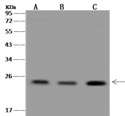 Western Blot MOG1 Antibody