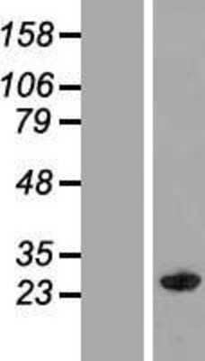 Western Blot: MOG1 Overexpression Lysate (Adult Normal) [NBP2-07025] Left-Empty vector transfected control cell lysate (HEK293 cell lysate); Right -Over-expression Lysate for MOG1.