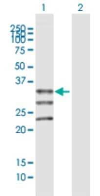 Western Blot: MOGAT1 Antibody [H00116255-B01P] - Analysis of MOGAT1 expression in transfected 293T cell line by MOGAT1 polyclonal antibody.  Lane 1: MOGAT1 transfected lysate(36.74 KDa). Lane 2: Non-transfected lysate.