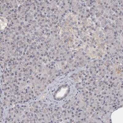 Immunohistochemistry-Paraffin: MOGAT2 Antibody [NBP1-85230] - Staining of human pancreas shows no positivity in exocrine glandular cells as expected.