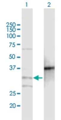 Western Blot: MOGAT2 Antibody [H00080168-B01P] - Analysis of MOGAT2 expression in transfected 293T cell line by MOGAT2 polyclonal antibody.  Lane 1: MOGAT2 transfected lysate(31.24 KDa). Lane 2: Non-transfected lysate.