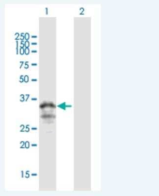Western Blot MOGAT3 Antibody - Azide and BSA Free