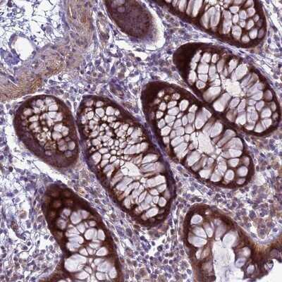 Immunohistochemistry-Paraffin: MON1B Antibody [NBP1-92131] - Staining of human colon shows strong cytoplasmic positivity in glandular cells.