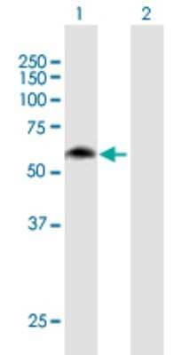 Western Blot: MON1B Antibody [H00022879-B01P] - Analysis of MON1B expression in transfected 293T cell line by MON1B polyclonal antibody.  Lane 1: MON1B transfected lysate(60.17 KDa). Lane 2: Non-transfected lysate.