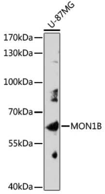 Western Blot: MON1B Antibody [NBP3-05063] - Analysis of extracts of U-87MG cells, using MON1B antibody at 1:1000 dilution. Secondary antibody: HRP Goat Anti-Rabbit IgG (H+L) at 1:10000 dilution. Lysates/proteins: 25ug per lane. Blocking buffer: 3% nonfat dry milk in TBST. Detection: ECL Basic Kit .