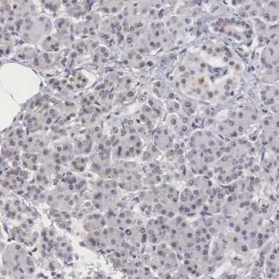 Immunohistochemistry-Paraffin: MORC2 Antibody [NBP1-89295] - Staining of human pancreas shows low expression as expected.