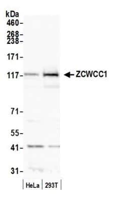 Western Blot: MORC2 Antibody [NB600-236] - Detection of human MORC2 (ZCWCC1) by western blot. Samples: Whole cell lysate (50 ug) from HeLa and HEK293T cells prepared using NETN lysis buffer. Antibody: Affinity purified rabbit anti-MORC2 antibody [NB600-236] used for WB at 0.1 ug/ml. Detection: Chemiluminescence with an exposure time of 3 minutes.