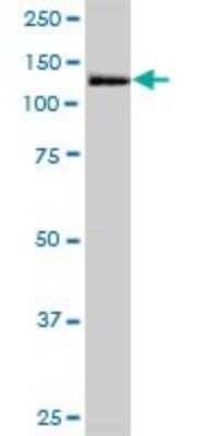 Western Blot: MORC3 Antibody [H00023515-B01P] - Analysis of MORC3 expression in Hela S3 NE.