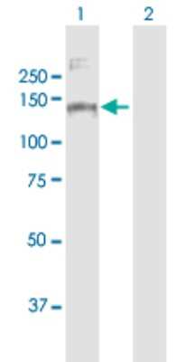 Western Blot: MORC3 Antibody [H00023515-B01P] - Analysis of MORC3 expression in transfected 293T cell line by MORC3 polyclonal antibody.  Lane 1: MORC3 transfected lysate(103.29 KDa). Lane 2: Non-transfected lysate.
