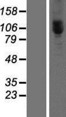 Western Blot: MORC3 Overexpression Lysate (Adult Normal) [NBP2-07189] Left-Empty vector transfected control cell lysate (HEK293 cell lysate); Right -Over-expression Lysate for MORC3.