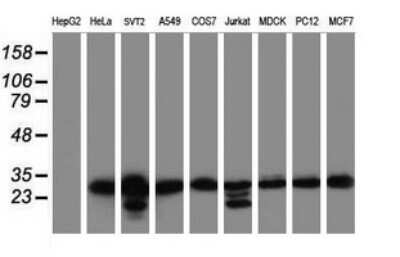 Western Blot: MORF4 Antibody (OTI5F2) - Azide and BSA Free [NBP2-72769] - Analysis of extracts (35ug) from 9 different cell lines (HepG2: human; HeLa: human; SVT2: mouse; A549: human; COS7: monkey; Jurkat: human; MDCK: canine; PC12: rat; MCF7: human).