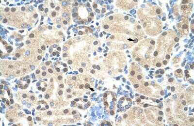 Immunohistochemistry: MORF4L2 Antibody [NBP2-87815] - Human kidney