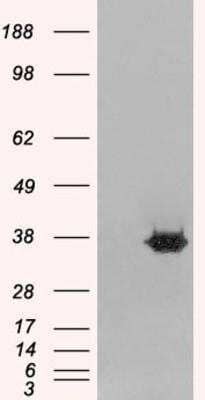 Western Blot: MORF4L2 Antibody [NB300-803] - HEK293 overexpressing MORF4L2 and probed with (mock transfection in first lane).