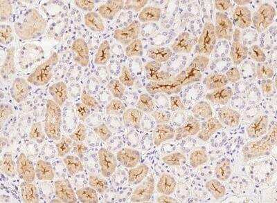 Immunohistochemistry-Paraffin: MORN1 Antibody [NBP3-05920] - Staining of human MORN1 in human kidney with rabbit polyclonal antibody at 1:100 dilution.