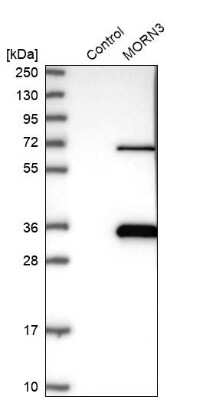 Western Blot: MORN3 Antibody [NBP2-30560] - Analysis in control (vector only transfected HEK293T lysate) and MORN3 over-expression lysate (Co-expressed with a C-terminal myc-DDK tag (3.1 kDa) in mammalian HEK293T cells).