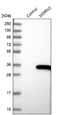 Western Blot: MORN3 Antibody [NBP2-31007] - Analysis in control (vector only transfected HEK293T lysate) and MORN3 over-expression lysate (Co-expressed with a C-terminal myc-DDK tag (3.1 kDa) in mammalian HEK293T cells).