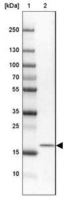 Western Blot: MORN4 Antibody [NBP2-30713] - Lane 1: Marker [kDa] 250, 130, 100, 70, 55, 35, 25, 15, 10  Lane 2: Cerebral Cortex