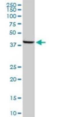 Western Blot: MOS Antibody [H00004342-D01P] - Analysis of MOS expression in human pancreas.