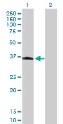 Western Blot: MOS Antibody [H00004342-D01P] - Analysis of MOS expression in transfected 293T cell line by MOS polyclonal antibody.Lane 1: MOS transfected lysate(37.80 KDa).Lane 2: Non-transfected lysate.