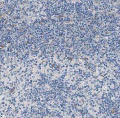 Immunohistochemistry-Paraffin: MOSC2 Antibody [NBP1-82167] - Staining of human lymph node shows very weak granular cytoplasmic positivity in non-germinal center cells.