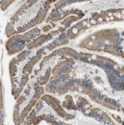 Immunohistochemistry-Paraffin: MOSC2 Antibody [NBP1-82167] - Staining of human duodenum shows moderate granular cytoplasmic positivity in glandular cells.