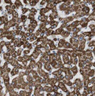 Immunohistochemistry-Paraffin: MOSC2 Antibody [NBP1-82167] - Staining of human liver shows strong granular cytoplasmic positivity in hepatocytes. 
