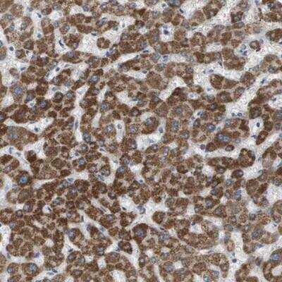 Immunohistochemistry-Paraffin: MOSC2 Antibody [NBP1-82168] - Staining of human liver shows moderate cytoplasmic positivity in hepatocytes.