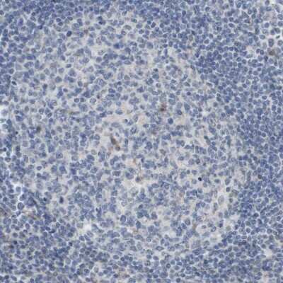 Immunohistochemistry-Paraffin: MOSC2 Antibody [NBP1-82168] - Staining of human lymph node shows low expression as expected.