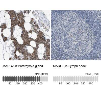 <b>Orthogonal Strategies Validation. </b>Immunohistochemistry-Paraffin: MOSC2 Antibody [NBP1-82168] - Staining in human parathyroid gland and lymph node tissues using anti-MARC2 antibody. Corresponding MARC2 RNA-seq data are presented for the same tissues.