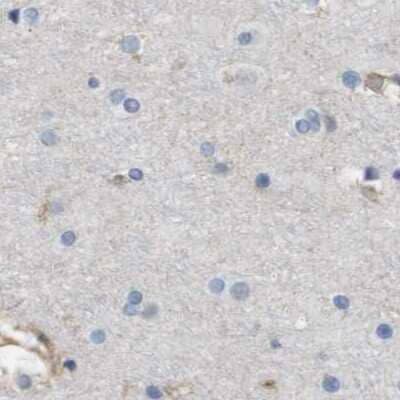 Immunohistochemistry-Paraffin: MOSC2 Antibody [NBP1-82168] - Staining of human cerebral cortex.