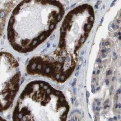 Immunohistochemistry-Paraffin: MOSC2 Antibody [NBP1-82168] - Staining of human kidney.