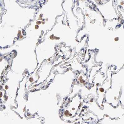 Immunohistochemistry-Paraffin MOSPD2 Antibody - BSA Free