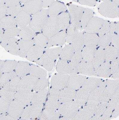 Immunohistochemistry-Paraffin MOSPD2 Antibody - BSA Free