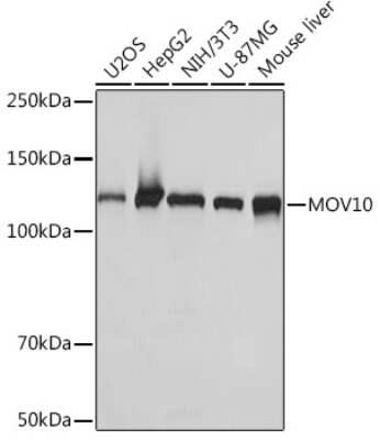 Western Blot: MOV10 Antibody (1M7M9) [NBP3-16654] - Western blot analysis of extracts of various cell lines, using MOV10 Rabbit mAb (NBP3-16654) at 1:1000 dilution. Secondary antibody: HRP Goat Anti-Rabbit IgG (H+L) at 1:10000 dilution. Lysates/proteins: 25ug per lane. Blocking buffer: 3% nonfat dry milk in TBST. Detection: ECL Basic Kit. Exposure time: 1s.