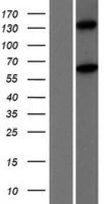 Western Blot MOV10L1 Overexpression Lysate