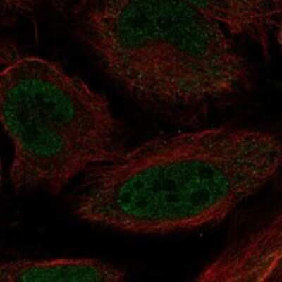 Immunocytochemistry/Immunofluorescence: MOX1 Antibody [NBP3-17639] - Staining of human cell line HeLa shows localization to nucleoplasm, cytosol & cytokinetic bridge.