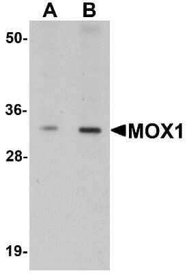 Western Blot: MOX1 Antibody [NBP1-76302] - Human liver tissue lysate with MOX1 antibody at (A) 1 and (B) 2 ug/mL.