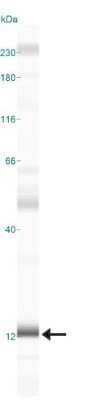 Simple Western: MP1/MAP2K1IP1 Antibody [NBP1-50631] - Simple Western lane view shows a specific band for MP1/MAP2K1IP1 in 0.5 mg/ml of A431 lysate.  This experiment was performed under reducing conditions using the 12-230 kDa separation system.