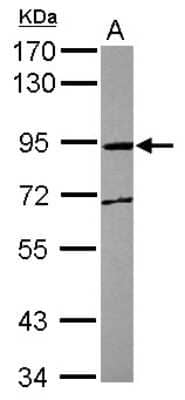 Western Blot: MPG1 Antibody [NBP2-19386] - Sample (30 ug of whole cell lysate) A: THP-1 7. 5% SDS PAGE gel, diluted at 1:1000.