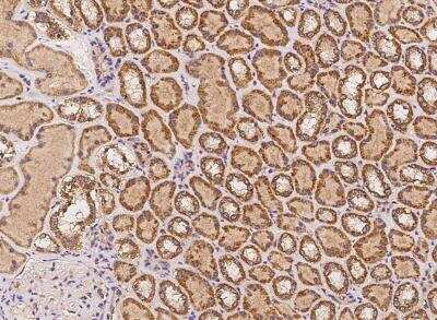 Immunohistochemistry-Paraffin: MPHOSPH1 Antibody [NBP3-05904] - Staining of human KIF20B in human kidney with rabbit polyclonal antibody at 1:100 dilution.