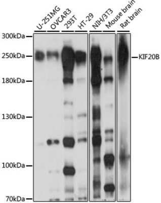 Western Blot MPHOSPH1 Antibody - Azide and BSA Free