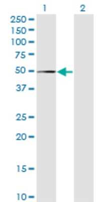 Western Blot MPND Antibody (1C12) - Azide and BSA Free