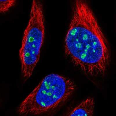 Immunocytochemistry/Immunofluorescence: MPND Antibody [NBP2-31009] - Immunofluorescent staining of human cell line U-2 OS shows localization to nucleus & nucleoli.