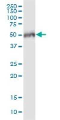 Western Blot: MPND Antibody [H00084954-B01P] - Analysis of MPND expression in human placenta.