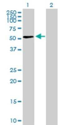 Western Blot: MPND Antibody [H00084954-B01P] - Analysis of MPND expression in transfected 293T cell line by MPND polyclonal antibody.  Lane 1: FLJ14981 transfected lysate(51.81 KDa). Lane 2: Non-transfected lysate.