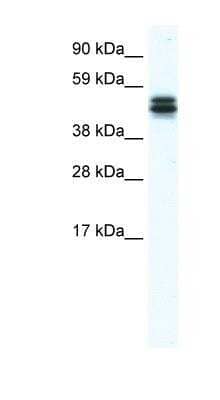 Western Blot: MPND Antibody [NBP1-91536] - Titration: 1.25ug/ml, Positive Control: NIH/3T3 cell lysate.